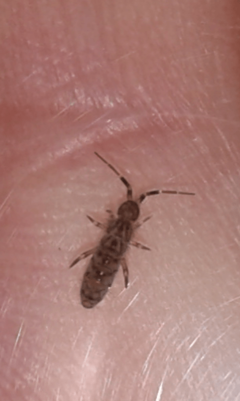 Collembola : Entomobryidae, Orchesella sp.? S